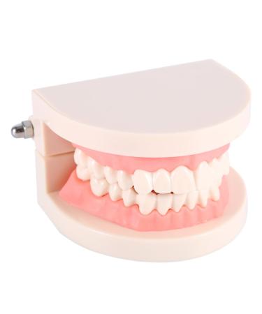 Buy Educion Teeth Bagima 10x8x7 PVC Dental Model for Kids - Effective Tooth Brushing Teaching Tool | International Shipping Available - Buy Online on SooperMarket.com
