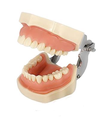 ZCBYBT Dental Preparation Model For Oral Practice 28 Replaceable And Removable Models For Teeth Soft Gums