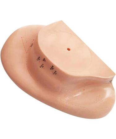 Acupuncture Ear Point Template - 40cm Acupuncture Ear Model - Large Point Figure Point Figure - for Medical Acupuncture and Meridian Points - Buy Online on SooperMarket.com