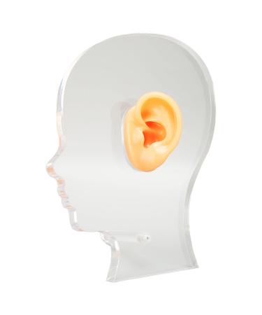 Ear Display Mould Flexible Silicone Waterproof Ear Model Simulation with Acrylic Stand for Hospital