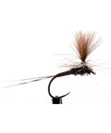 Hemingway's Synthetic Tapered Peacock Quill Set - Pack of 6 - Buy Online on SooperMarket.com