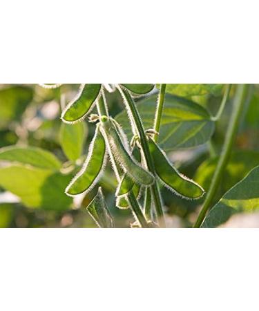 Indigo Herbs Organic Soya Flour 1kg - High Quality Soy Flour for Baking and Cooking - Buy Online on SooperMarket.com