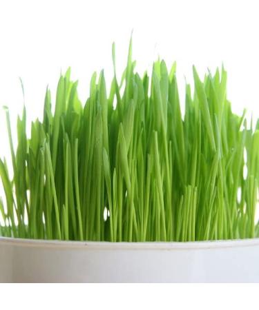 Certified USA Hard Red Wheatgrass Seeds by PowerGrow - 5 Pounds - Buy Online on SooperMarket.com