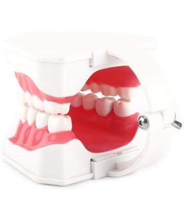 FafeICY 1PC 28 Teeth Teaching Toothbrush Model - Dentist Tool with Handy Toothbrush & Poster for Study Demonstration - Buy Online on SooperMarket.com