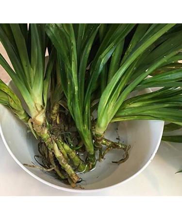 1 Vivono Super Grande Pandan fragranti Foglie Pandanus Diretta Delle Piante