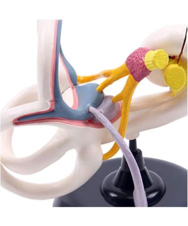 Professional Desktop Ear Joint Simulation Model Human Ear Labyrinth Model Medical Educational Training Aid - Buy Online on SooperMarket.com