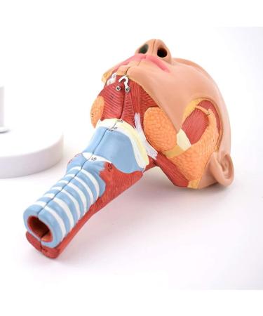 Human Head Human Body Model and Muscle Nasal Pharyngeal Throat Trachea Cricopharyng Muscle Anatomy Model Medical Teaching Accessories - Buy Online on SooperMarket.com