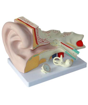 4X Enlarged Ear Anatomical Model 3-Piece Detachable Human Ear Model Teaching Ear Simulation Model Shows External Middle and Heart Ear