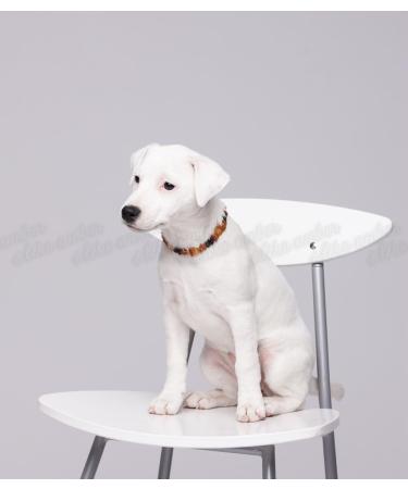 Amber Necklace for Dogs & Cats - Natural Tick & Flea Protection Collar 20cm - Buy Online on SooperMarket.com