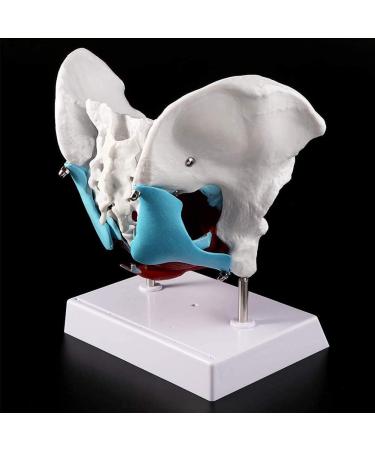 Women's Female Model with Pelvic Floor Muscle Model Natural Laboratory Size - Buy Online on SooperMarket.com