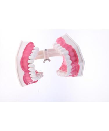 F Fityle 2X Magnification Model Teeth - Removable PVC for Dental Education | International Shipping Available - Buy Online on SooperMarket.com
