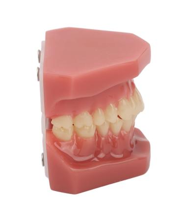 Teeth demonstration model orthodontic-mouth-model training reusable simulation 28 teeth for the dentist and hospital
