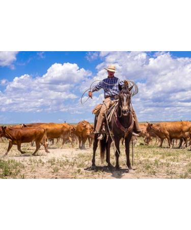 JTM Vintage Cattle Driver Beard Oil | Premium Grooming & International Shipping - Buy Online on SooperMarket.com