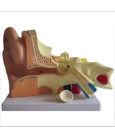 Model of Human Ear Anatomy Removable Medical Teaching Aids Model The Ear Anatomy of The Inner Ear Hearing Teaching Demonstration - Buy Online on SooperMarket.com