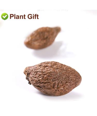 Malva Nut 125G - Fat Dried Sterculia Lychnophora | Premium Pangdahai Chinese Health Tea | International Shipping - Buy Online on SooperMarket.com