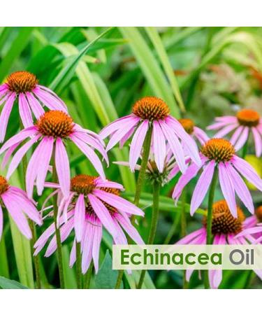 Pure Echinacea Oil 30ml | Natural Hair Care & Skin Care | Hydrate & Nourish - Buy Online on SooperMarket.com
