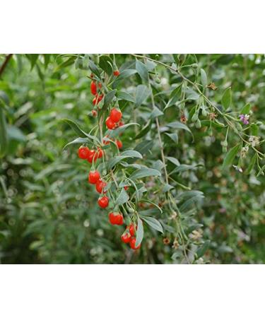 Organic Goji Berries 6 Pounds - Large, Juicy, Non-GMO | Raw Vegan Sirtfood Bulk Goji Berries - 6 Pound Pack - Buy Online on SooperMarket.com