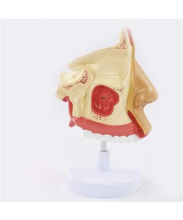 Anatomical Model Throat Nose Model of The Mouth of Nasal Cavity Medical Anatomical - Buy Online on SooperMarket.com