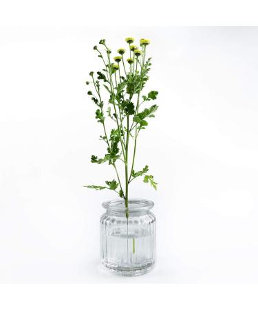 Wazakura Clear Ikebana Kenzan Japanese Flower Holder  Made in Japan  Plastic Floral Arranging Pin Frog  Round - 3(78mm) Clear - Buy Online on SooperMarket.com