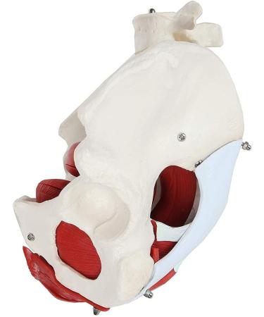 Female Bassin Human Basin Model with Pelvic Floor Muscle Model Ornament - Buy Online on SooperMarket.com