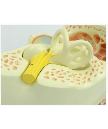 Human Ear Model 3X Enlarged 3-Piece Ear Anatomy Model Professional Ear Simulation Model Shows External Middle and Inner Ear for Medical Education - Buy Online on SooperMarket.com