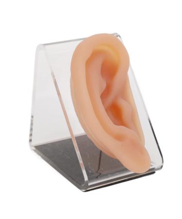 Silicone Ear Model ANGGREK Simulated Ear Model Acupuncture Practice Tool with Display Stand Practice Ear Model Soft Ear Model for Teaching Instructions