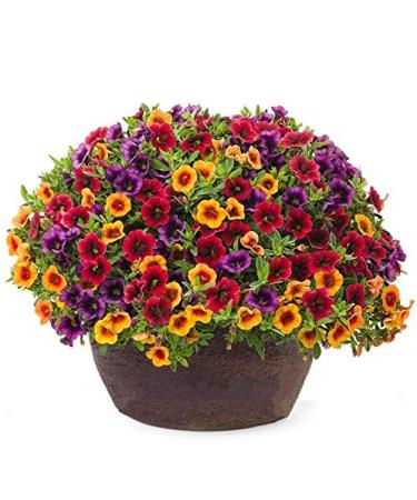 Portal Cool Acquista 3 ricevi 2 Gratis Calibrachoa Mix 100 pc Semi Garden Volano