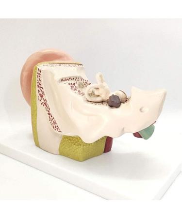 The Size Ear Model 5X Ear Anatomical Model for Inner Ear aids for Teaching Medical and Study of Education - Buy Online on SooperMarket.com