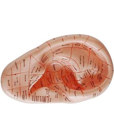 10 Pieces Anatomical Model of Human Ear Acupuncture with Acupuncture Points English Version Ear pins Model for Study - Buy Online on SooperMarket.com