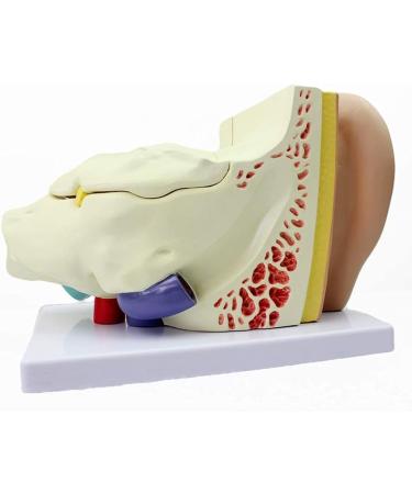 Human Ear Template Outdoor Ear Medium Ear Inner Ear Ear Structure Model Suitable - Buy Online on SooperMarket.com