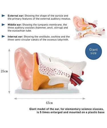 Human Ear Anatomy Model 5 Times Life Size 6 Part Ear Model Anatomical Structure Detachable Medical Training Support - Buy Online on SooperMarket.com