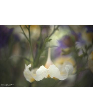 Lensbaby 46mm Macro Filter Kit - Explore Close-Up Photography - Buy Online on SooperMarket.com
