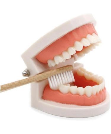 TOSSPER 1set False Tooth Mold Children Early Learning Kids Intelligence Brushing Tooth Teaching Aids Simulated Prop One Size - Buy Online on SooperMarket.com