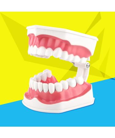 FafeICY 1PC 28 Teeth Teaching Toothbrush Model - Dentist Tool with Handy Toothbrush & Poster for Study Demonstration - Buy Online on SooperMarket.com