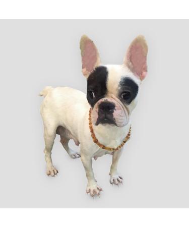 Premium Baltic Amber Collar for Dogs & Cats - 44cm | Certified Raw Amber for Ultimate Pet Wellness - Buy Online on SooperMarket.com