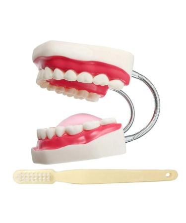 LBYLYH Standard Dental Dental Clinical Lehling Model Teeth/Soft chewing gum/tongue/toothbrush - ideal for demonstration - easy to use and store