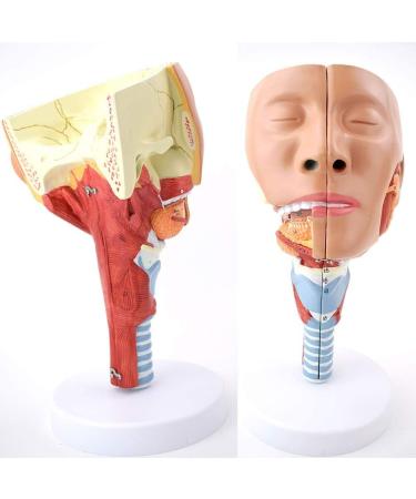 Human Head Human Body Model and Muscle Nasal Pharyngeal Throat Trachea Cricopharyng Muscle Anatomy Model Medical Teaching Accessories - Buy Online on SooperMarket.com