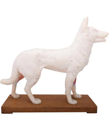 66Fit Dog Acupuncture Model - Essential Pressure Points for Veterinarians | International Shipping Available - Buy Online on SooperMarket.com