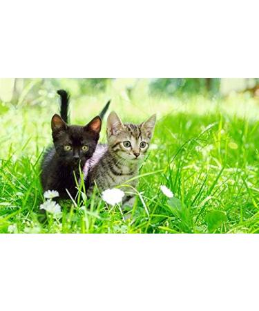 Dizefa Tick Traps (5 Cans) - Original Tick Defense for Your Garden | Innovative Protection for Humans & Pets | Reduce FSME & LyReliosis Risks - Buy Online on SooperMarket.com