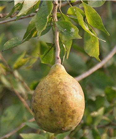 25 semi Aegle marmelos Bael del Bengala Quince Golden Apple giapponese Arancio Amaro