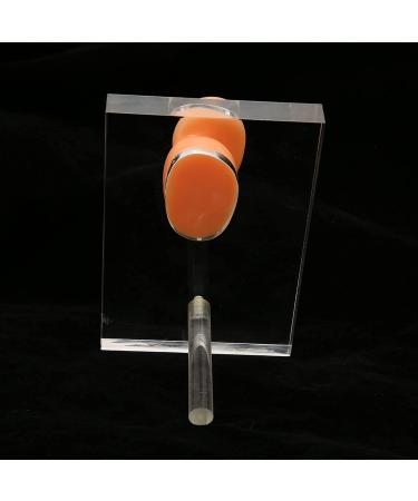 Silicone Right Ear Model with Fine Details - Ideal for ENT Hospitals - Buy Online on SooperMarket.com