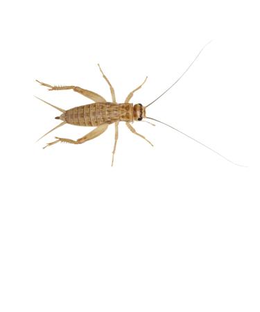 Livefoods4u Medium Small House Brown Crickets Live Food (6-8mm) - Perfect for Reptiles and Lizards - Sustainably bred (Pre Pack Approx 175)