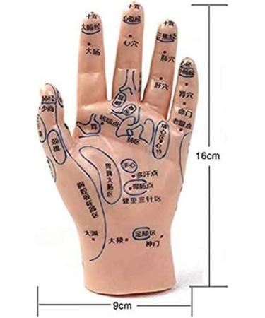 1 Pair of Human Human Body Hand Template PVC Model Chinese Hand Reflex Area Reflexology - Buy Online on SooperMarket.com