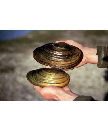 Pond mussel set - miracle weapon against floating algae in the pond - natural biofilter in the garden pond quantity PCS : 5 PCS.