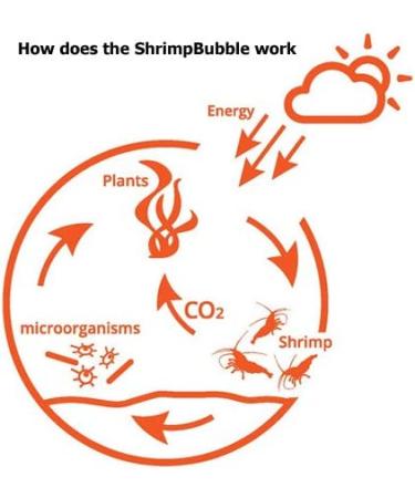 Shrimp Bubble Self-Sustaining Ecosystem in Amber - Eco-Friendly Home Decor - Buy Online on SooperMarket.com