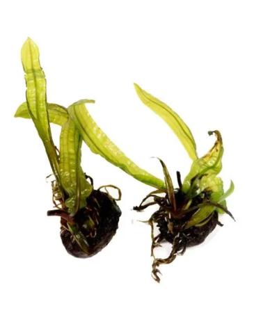 Aponogeton boivinianus Bulb for Planted Aquariums