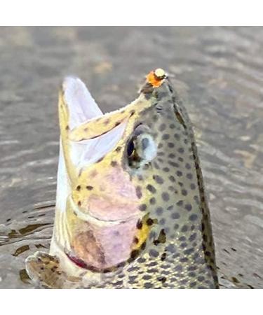 Tungsten Bead Head Hot Spot Hares Ear Jig Fly - Euro Nymph - Hanak Hooks - 6 & 8 Flies Packs 6ct Hook #14 - Buy Online on SooperMarket.com