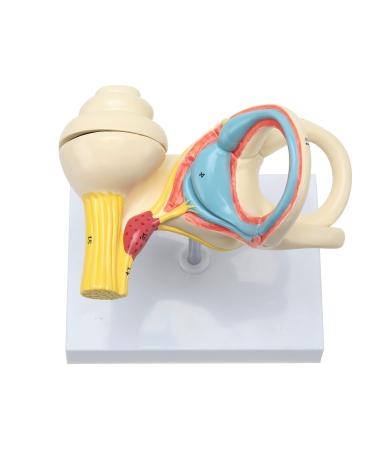 RONTEN Inner Ear Model - 8X Life-Size Medical Anatomy Model - Buy Online on SooperMarket.com