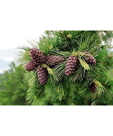 Organic Pine Nuts  Premium Quality 1000gr/35.3oz vacuum packed  European organic certificate. Pine nuts 35.3oz/2.2lb - Buy Online on SooperMarket.com