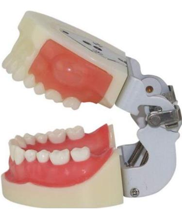 Professional Dental Model for Incision & Drainage of Abscess - Ideal for Students & Educators | International Shipping - Buy Online on SooperMarket.com